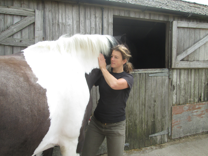 Horse being examined